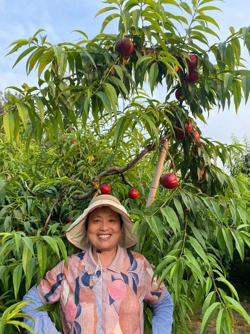 【顺丰包邮】桃王砀山露天油桃