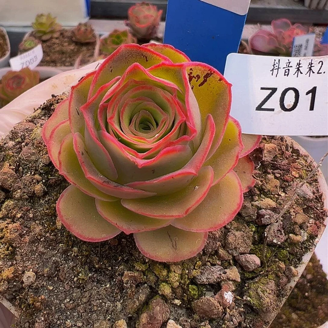 朱017 自留地清绾 福利 多肉