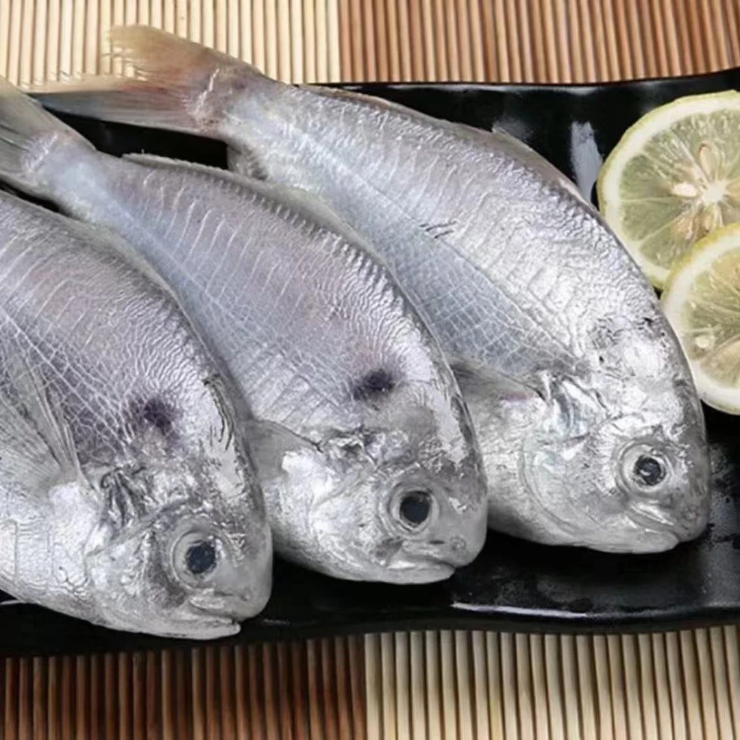 【5斤】汕尾本港野生南鲳鱼肉鲳鱼乌前鱼【可试吃*帮杀好*顺丰冷链】