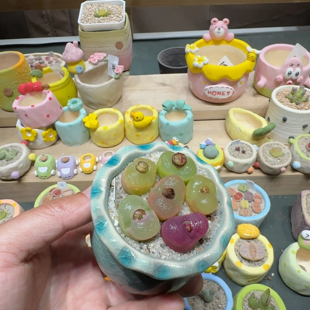 红陶ʚ****ɞ蘑菇258毛汉尼