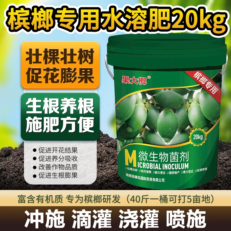 果大榔-微生物菌剂改善土壤根系、提高根系活力、助力槟榔生长