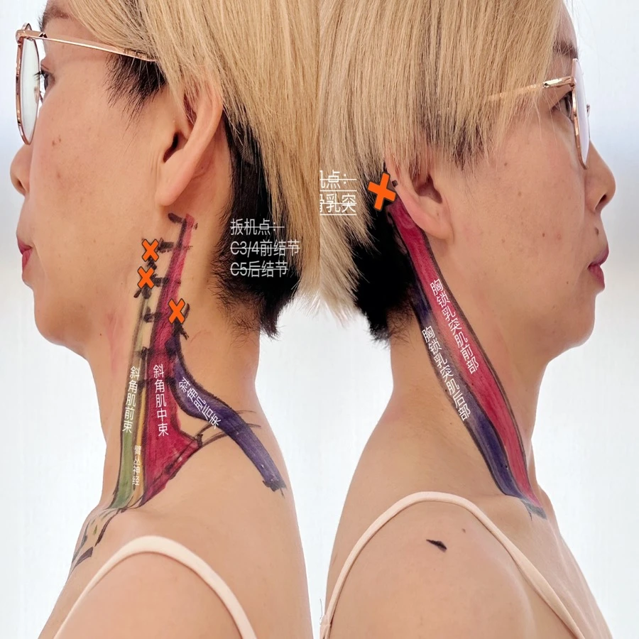 人体肌肉彩绘图谱