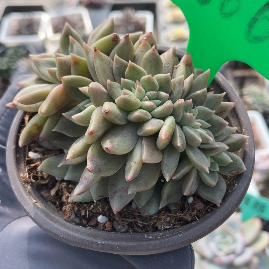 1666璀璨缀多肉植物