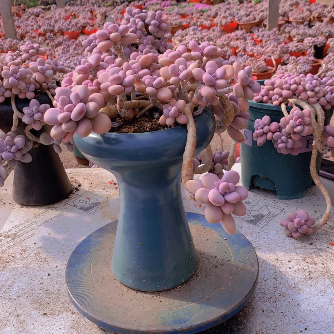 54一物一拍桃蛋老桩不带盆