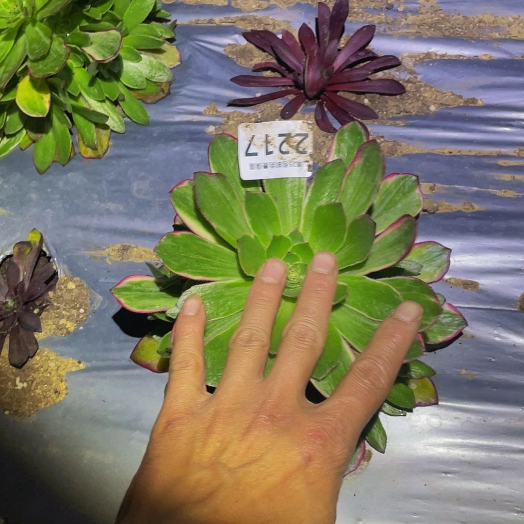 2217孔雀翎多肉植物