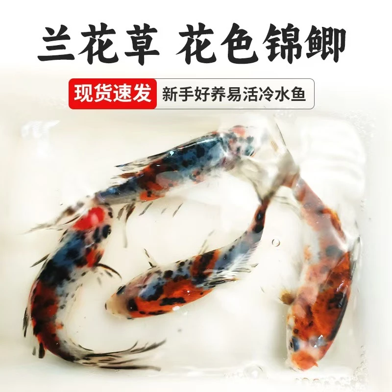 源头渔场兰花草金鱼6-8厘米 100尾温顺好养皮实耐活 全国包邮包损