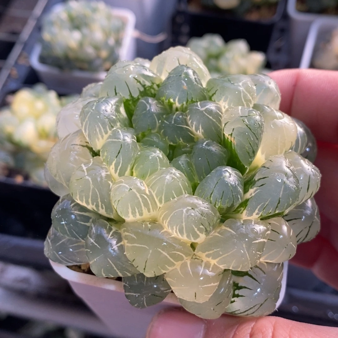 一颗湖水玉露锦 元旦福利