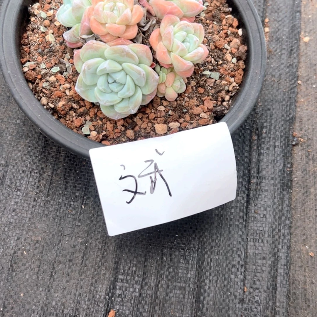 斌斌一物一拍    嘿嘿