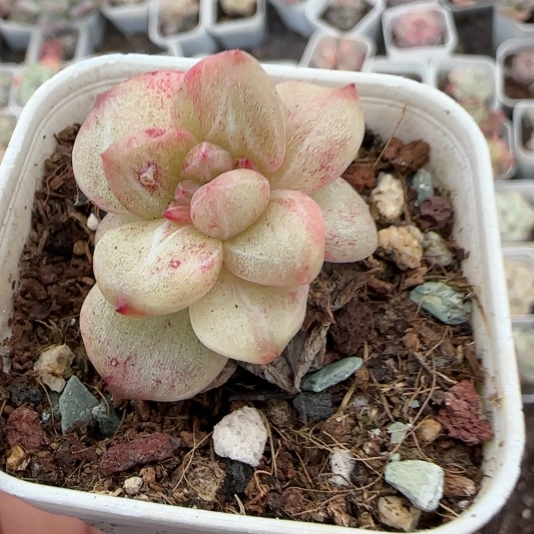 多肉小卡拉米糖心一物一拍