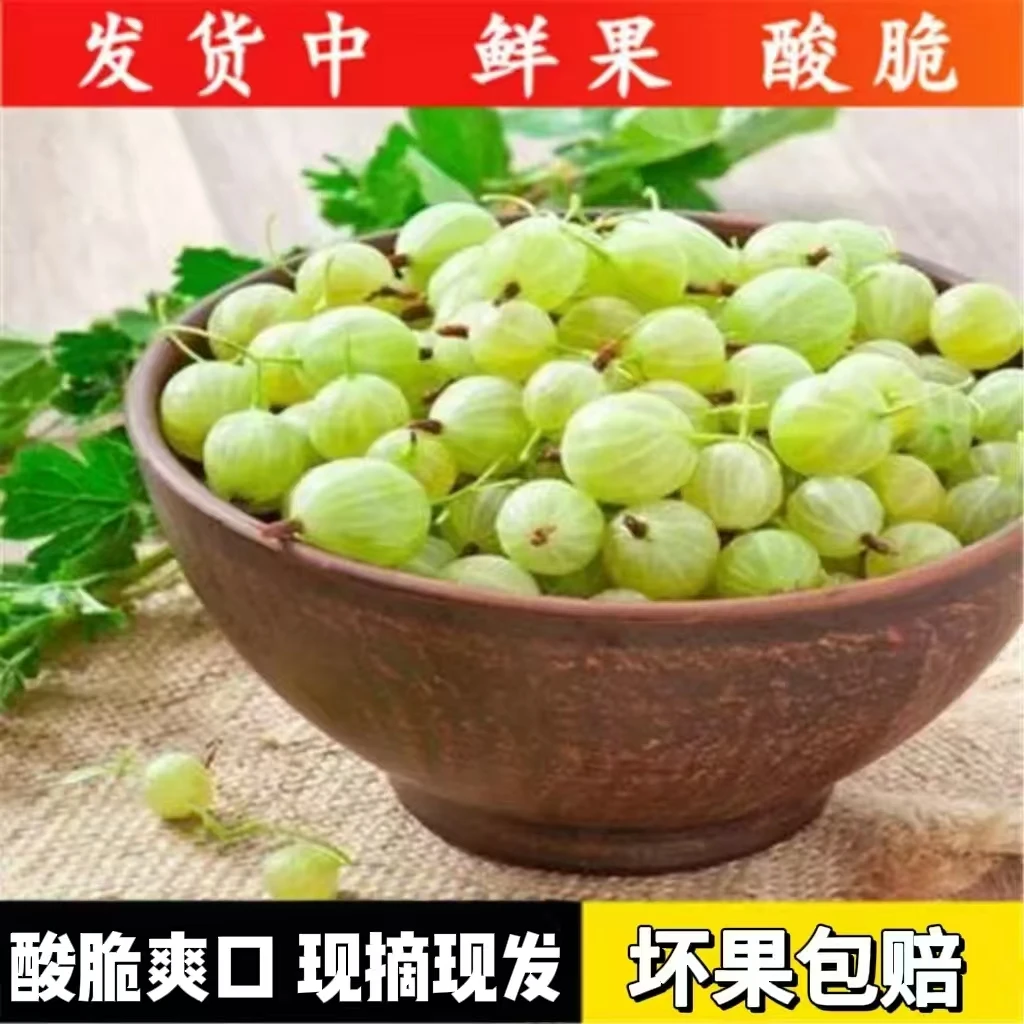 【新鲜】灯笼果鲜果酸子东北新鲜水果醋栗鹅梅野生浆果绿刺果酸子粒