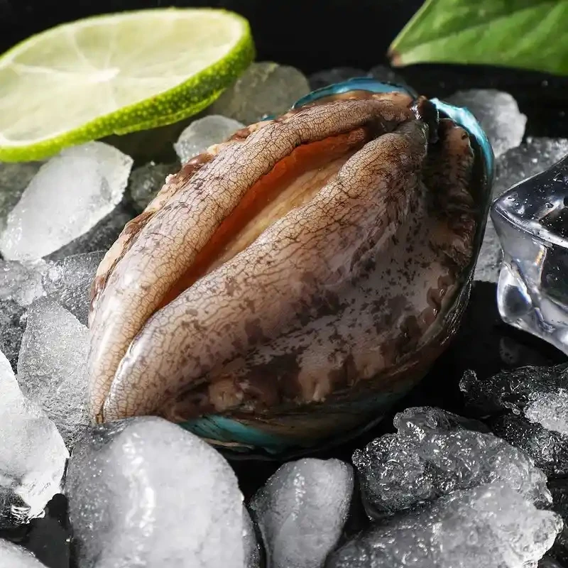 《鲜活》8头鲍鱼16只2斤左右兰州市充氧活发