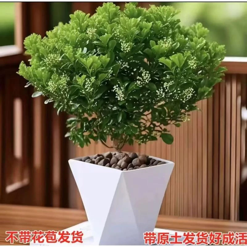 香水米兰原盆原土当年开花飘香四季长青可用于阳台观赏的植物