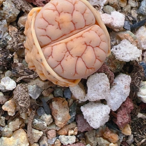 【闪购商品】24377