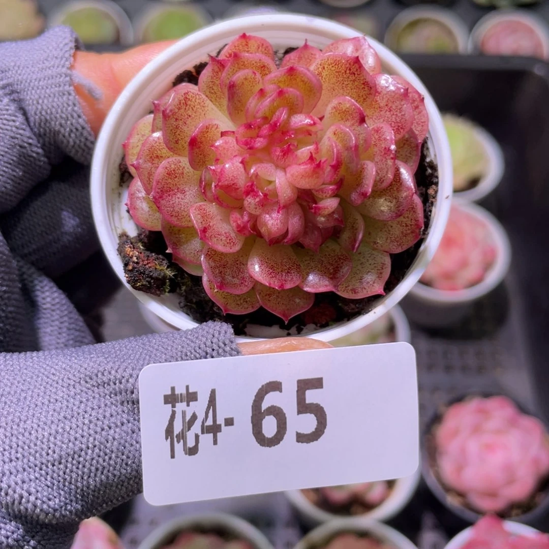 花利美 4-65麦秆