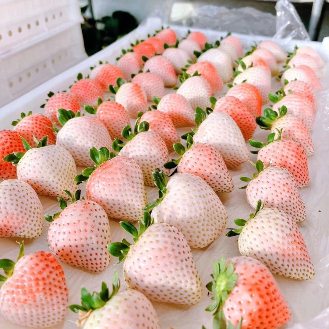 【淡雪草莓大板】带箱整箱2.5斤泡沫箱 仅限太原六城区晋中吕梁购买