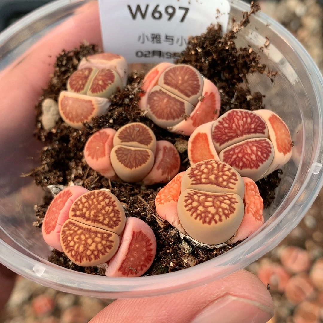 歆**愿W697多肉植物保护