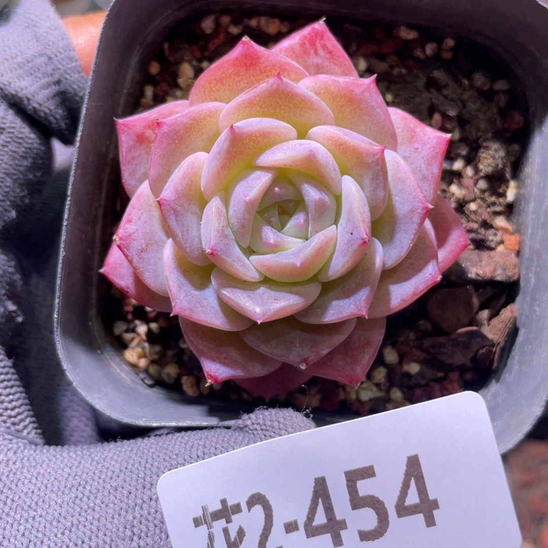 花利美2-454纯爱