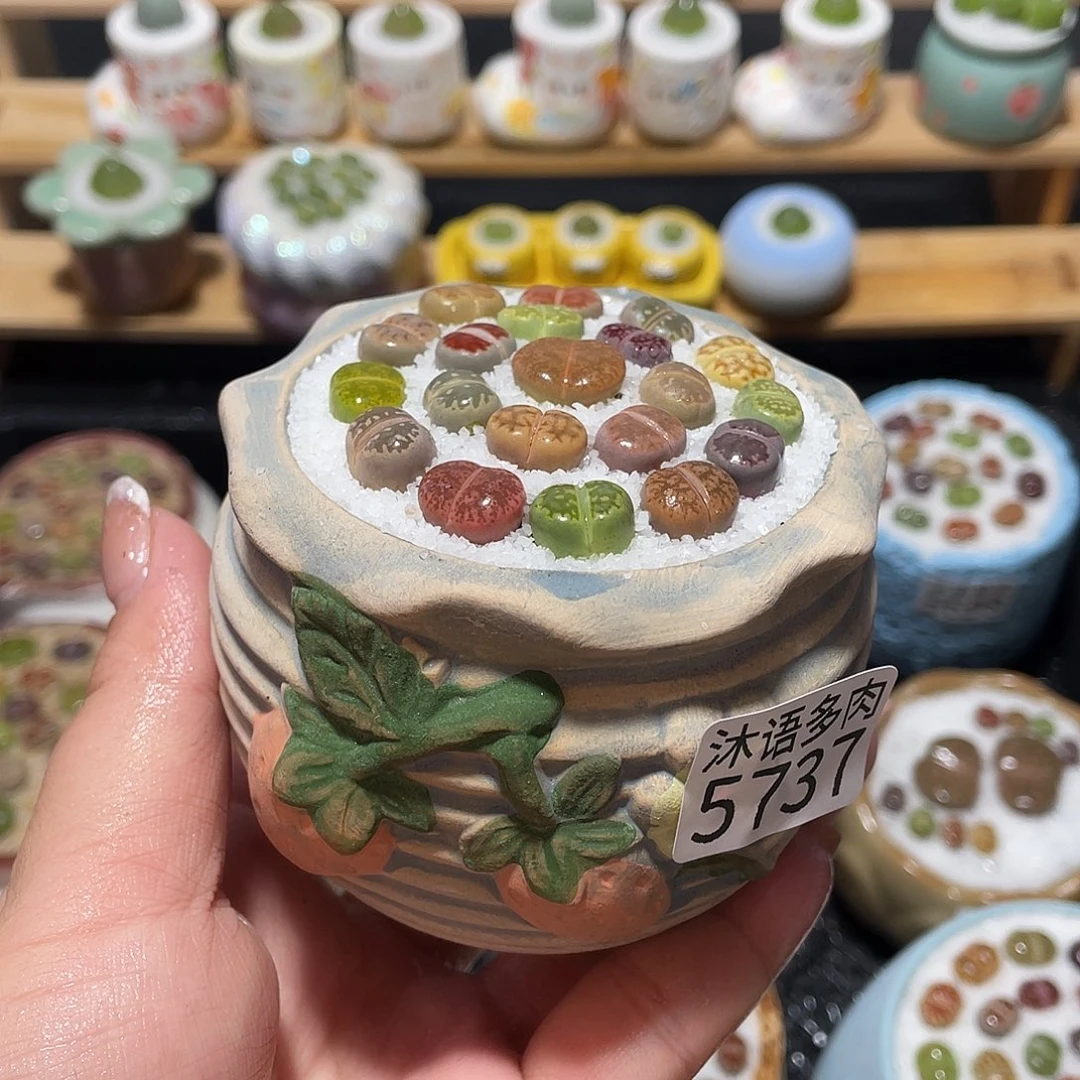 带盆土植物 一物一拍5737