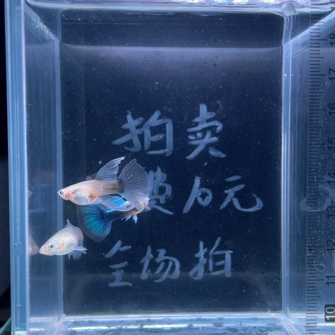 孔雀鱼蓝礼服绒球一对