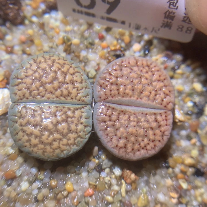 精品生石花26.69