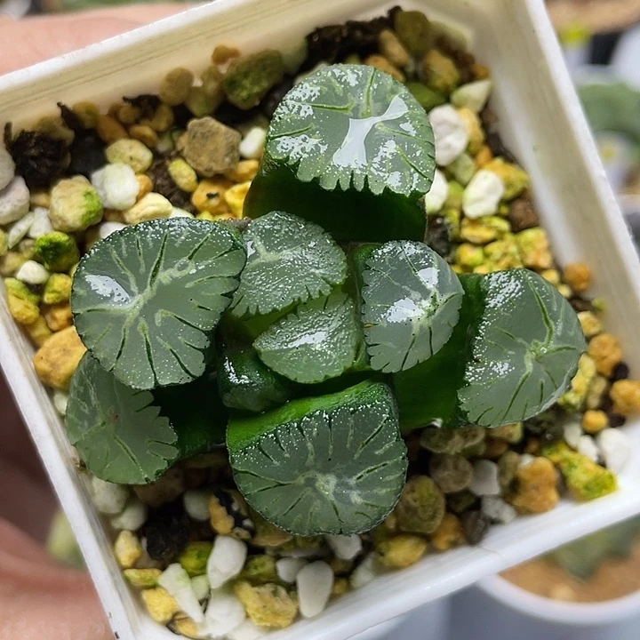 风之谷万象 十二卷