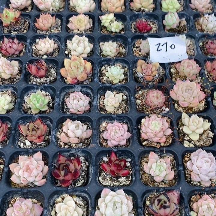 270 多肉植物盆栽花卉植物