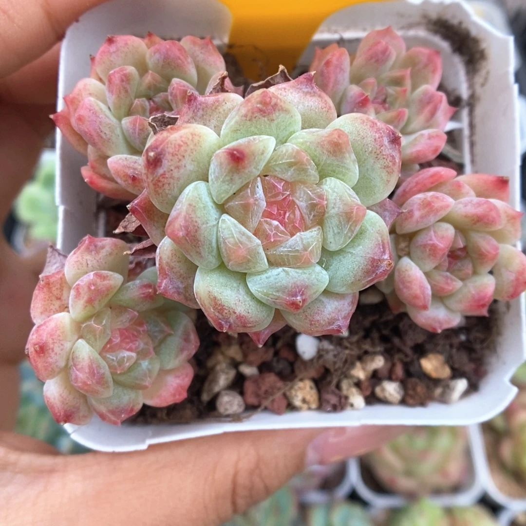糖心粉魄群生232号