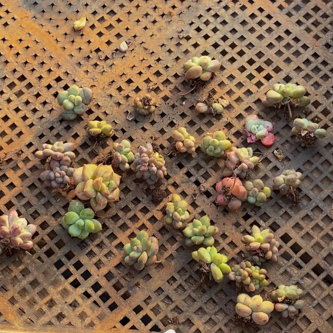 561多肉植物保护研究所