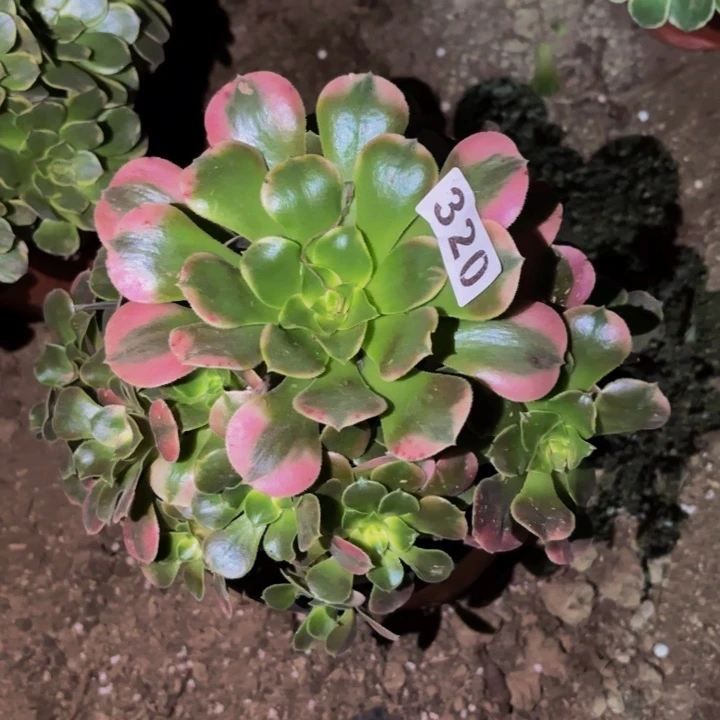 320香妃多肉植物不售后