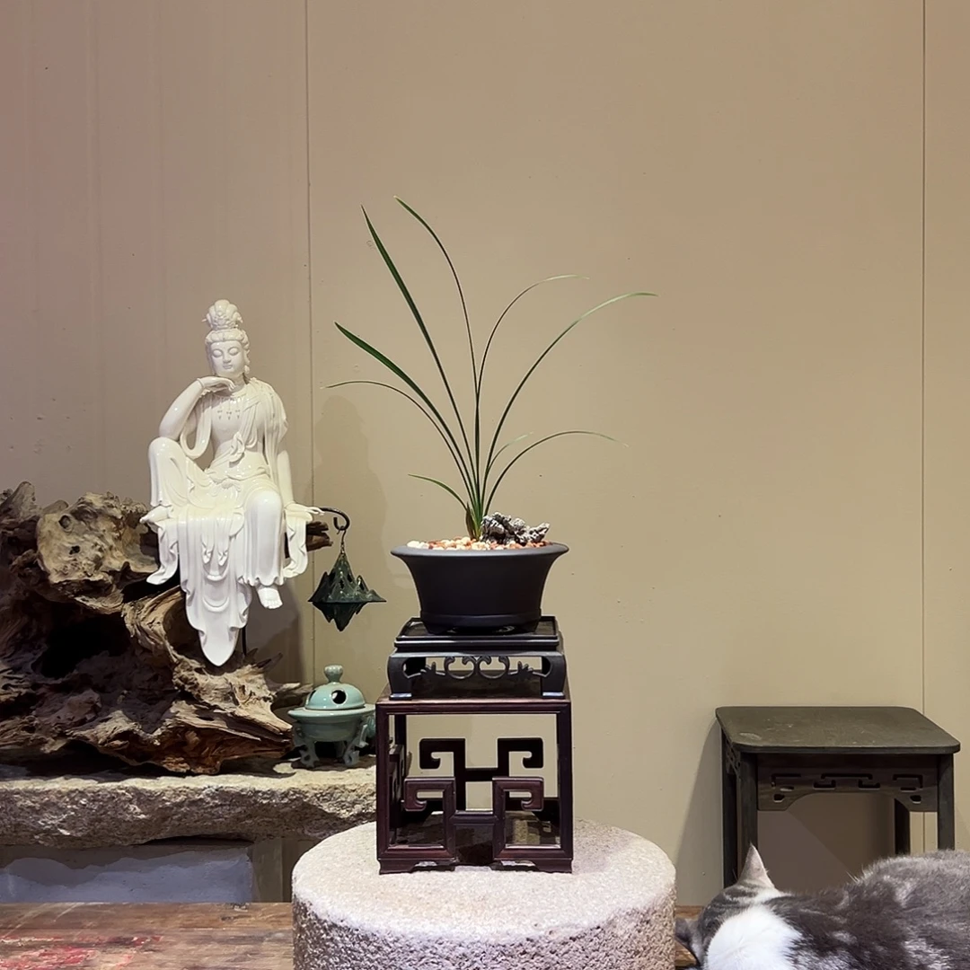 大部分花苞少量开放黄水仙