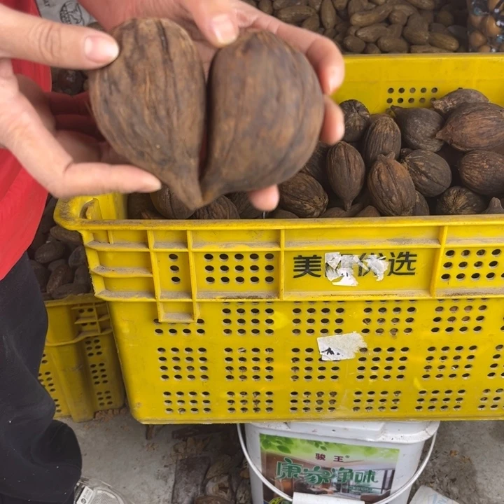 吊坠库克库克九十九号。