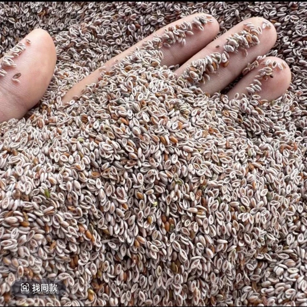 丰源土特产-藏莲荚-非香菇