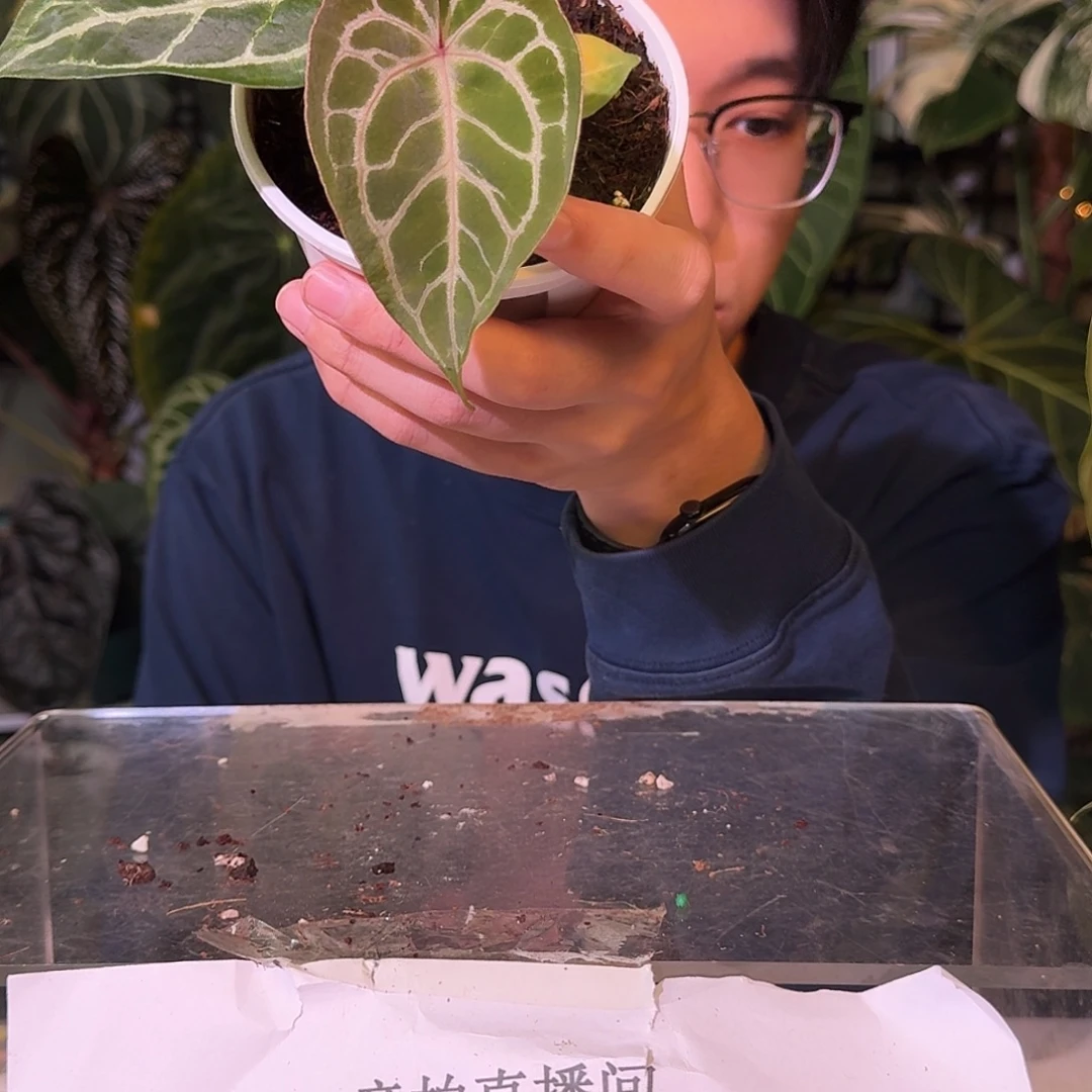 不开花植物C112粉柠檬杂铜锣烧