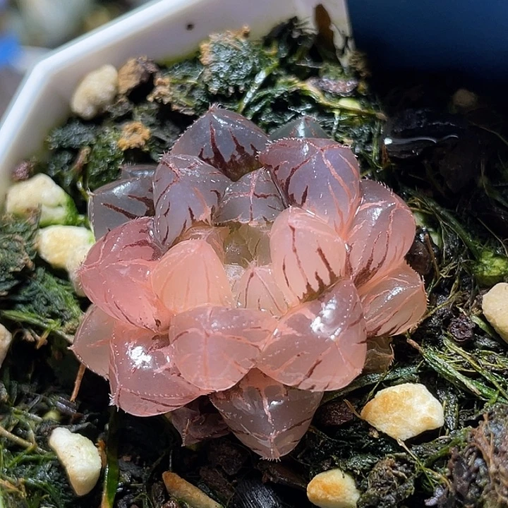 686绯桃锦特选福利