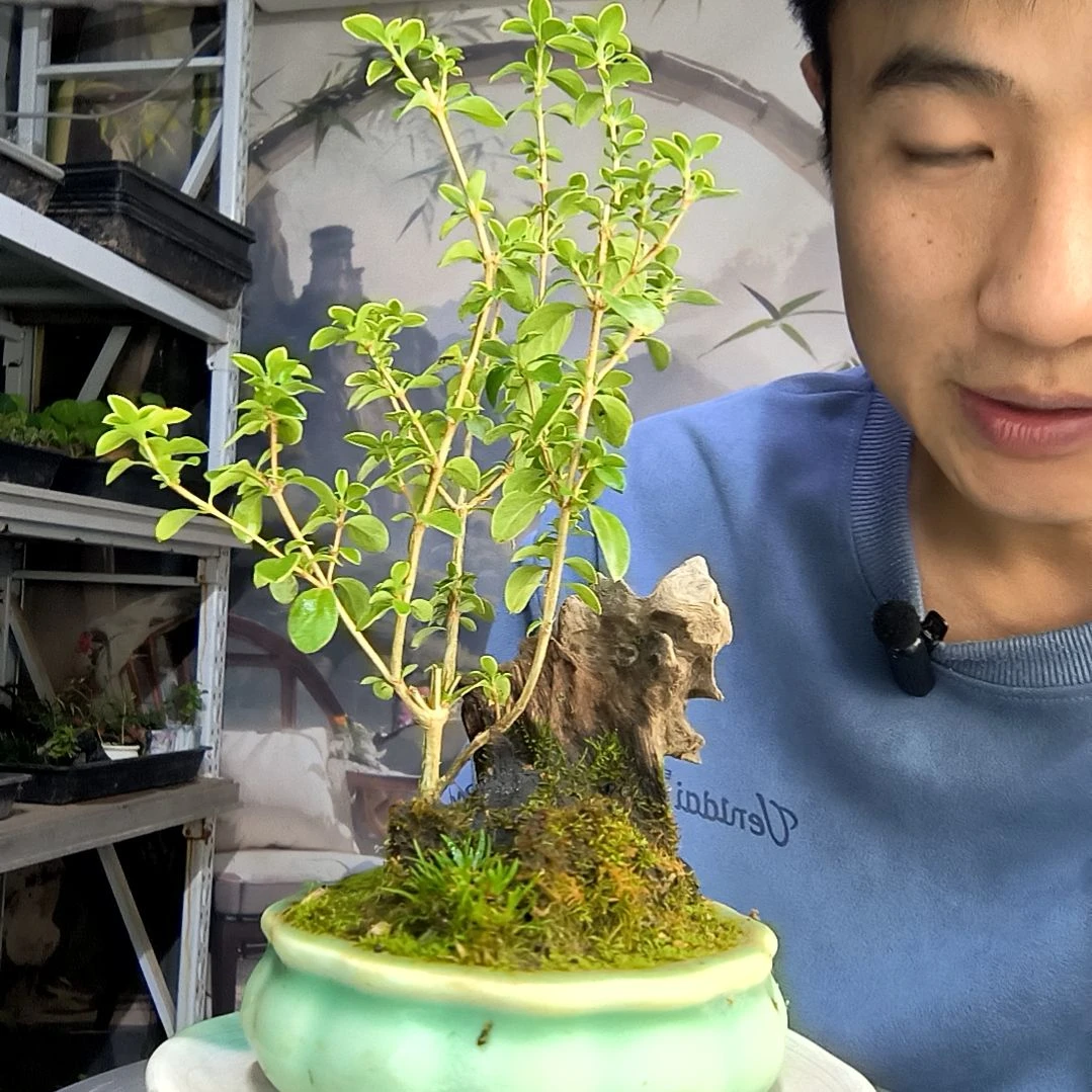 吾**汝中青园艺一物一拍472