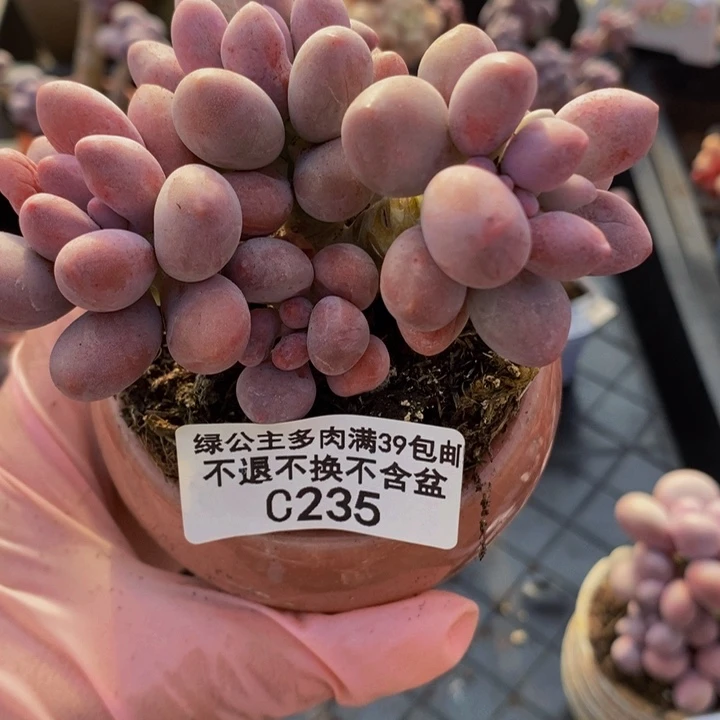 汤圆7cm235多肉植物