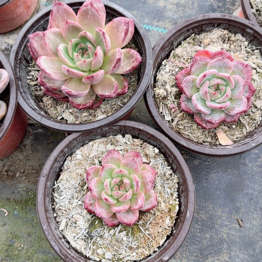 无花朵果冻橙活动价单头多肉