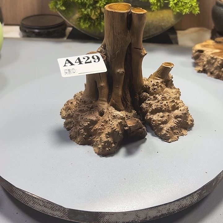 蒙***石大果紫檀（缅甸花梨）