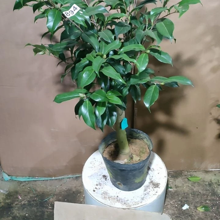 895黑龙，原盆原土发货，不包邮