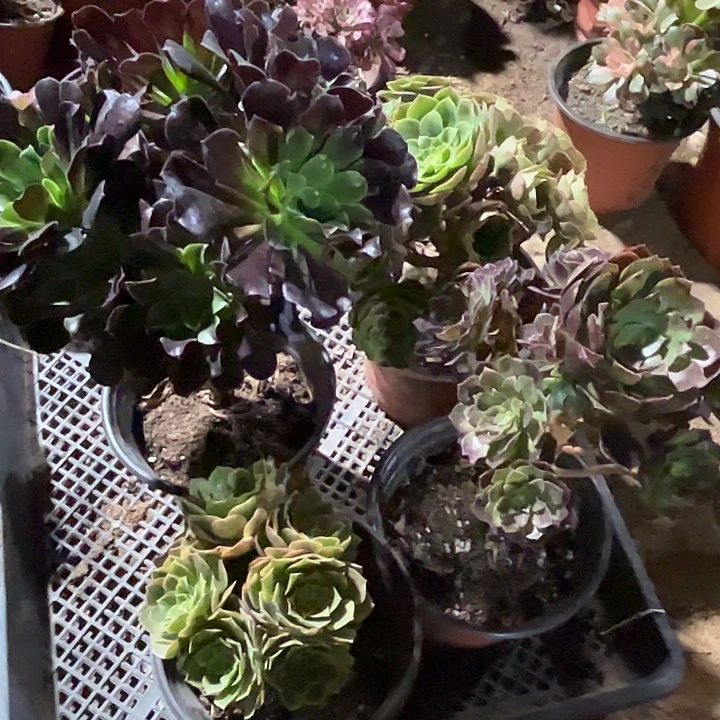 672多肉植物瑕疵特价，