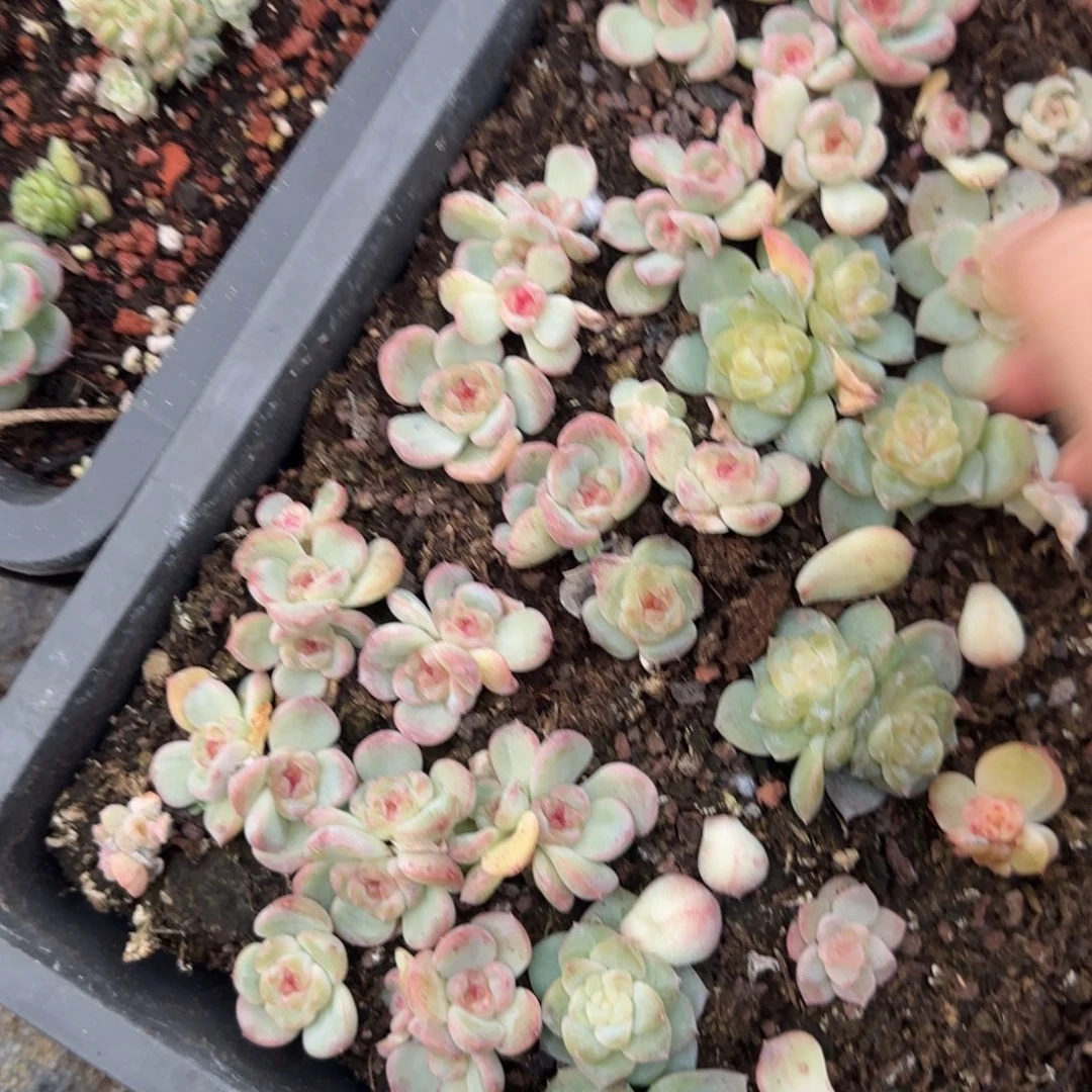 遥遥秃590 穴一个满25包邮