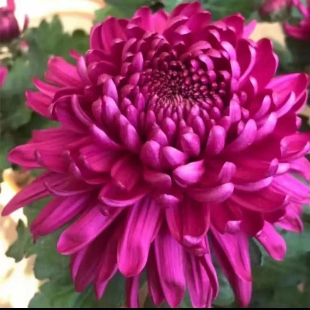 【盘龙玫色】大花九月菊 多年生宿根植物菊花