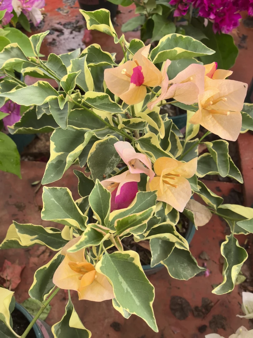 三角梅盆栽花卉四季开花好养活适合阳台室内外的勤花品种