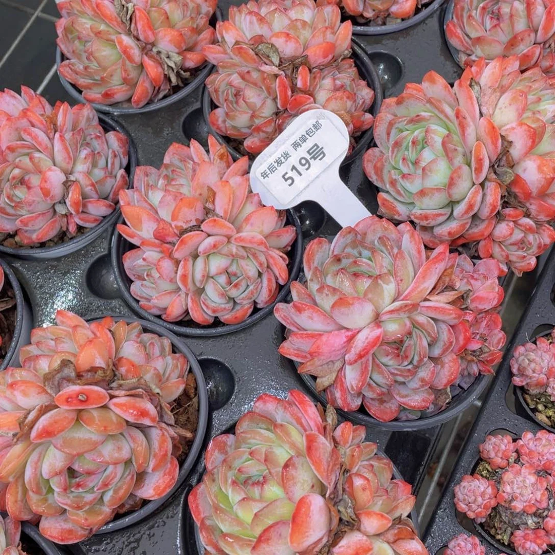 519号韩版全明星大群生一个