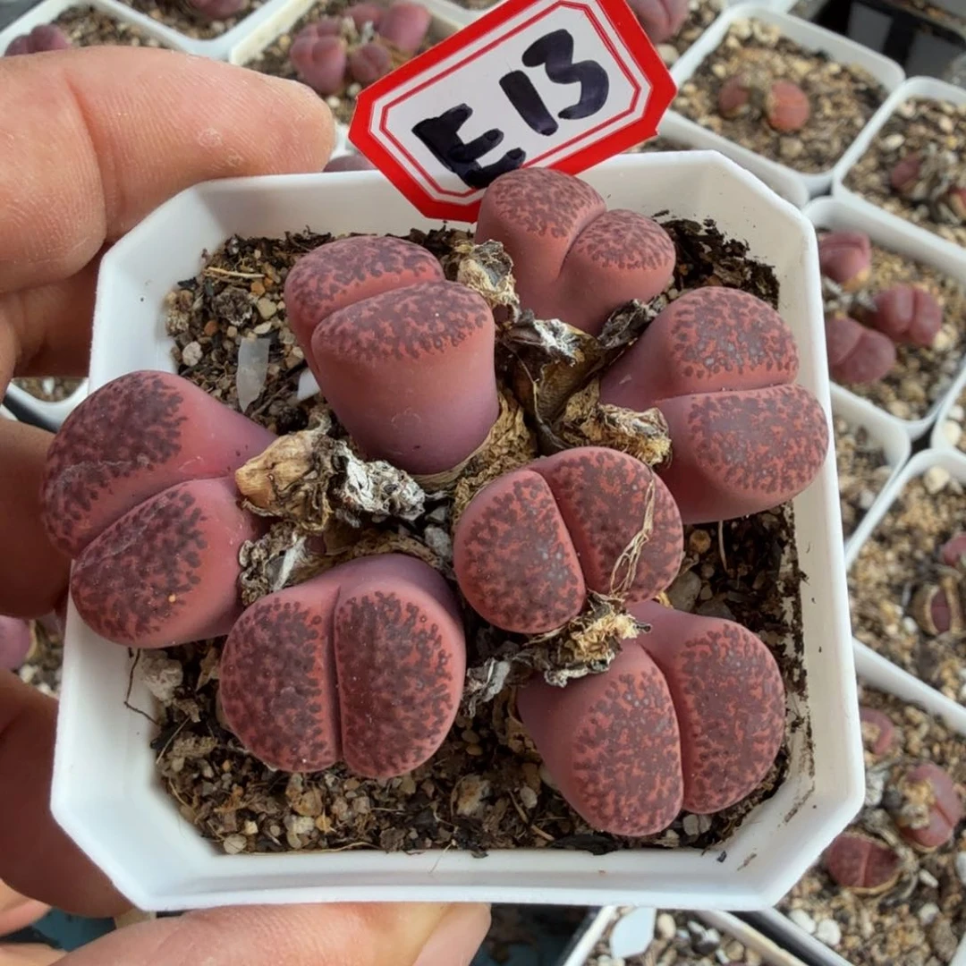 酷*多肉植物多肉植物多肉植物