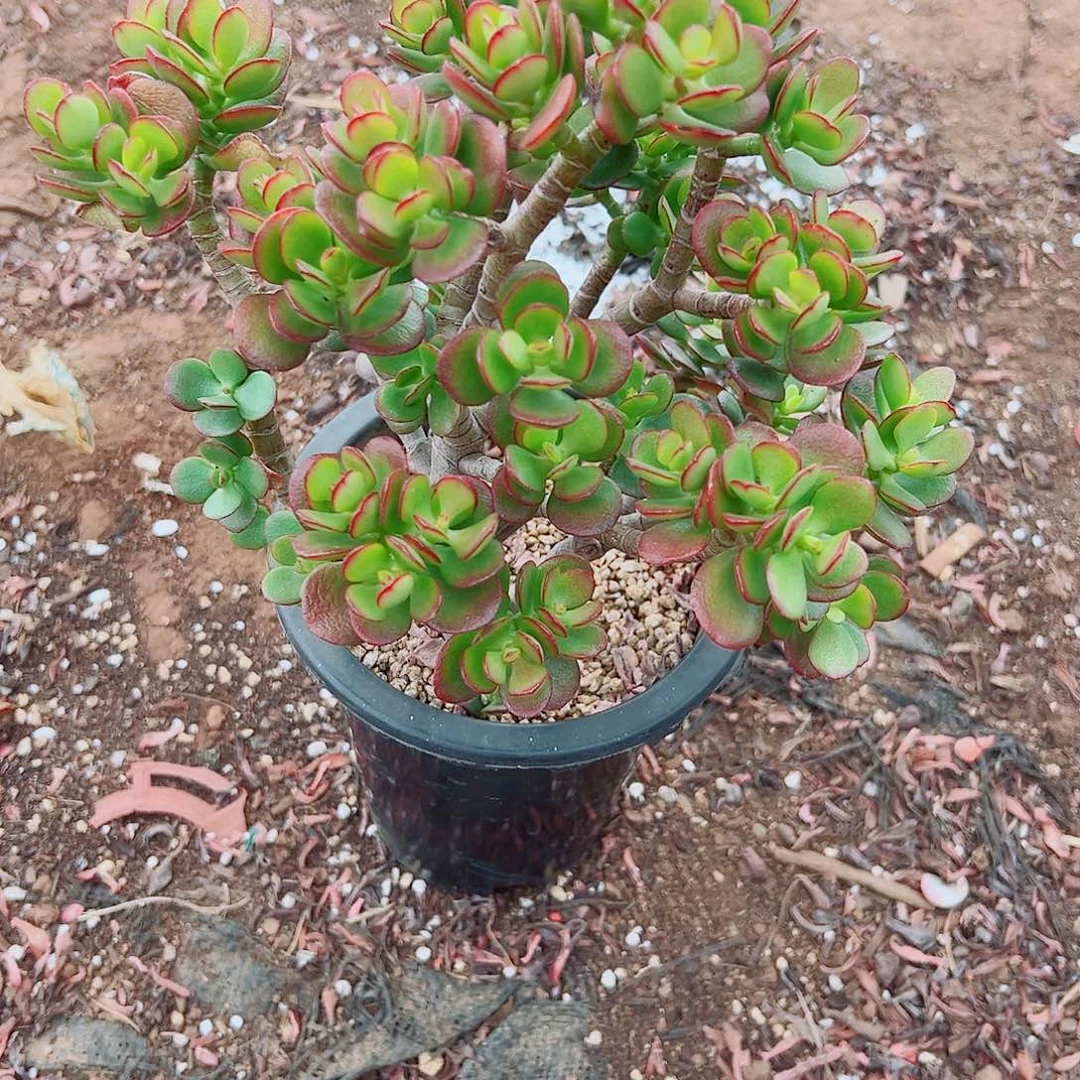 样品摇钱树黑盆180