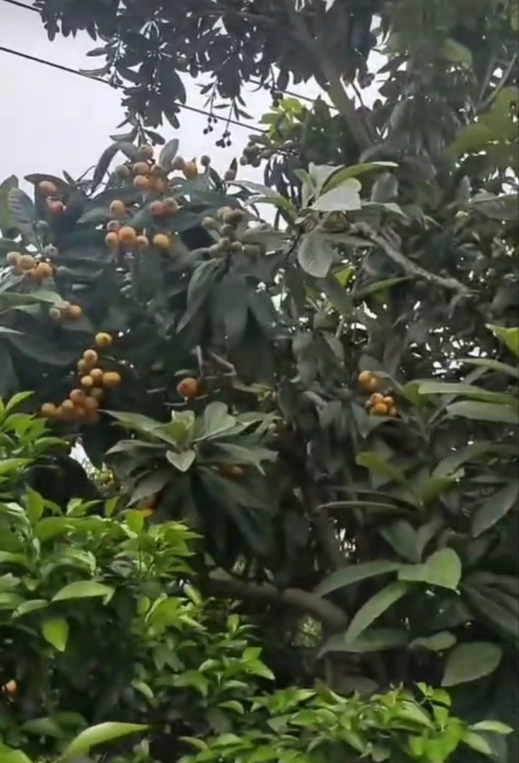 江西农村小枇杷土枇杷一点酸新鲜水果现摘自然成熟顺丰包邮华东区