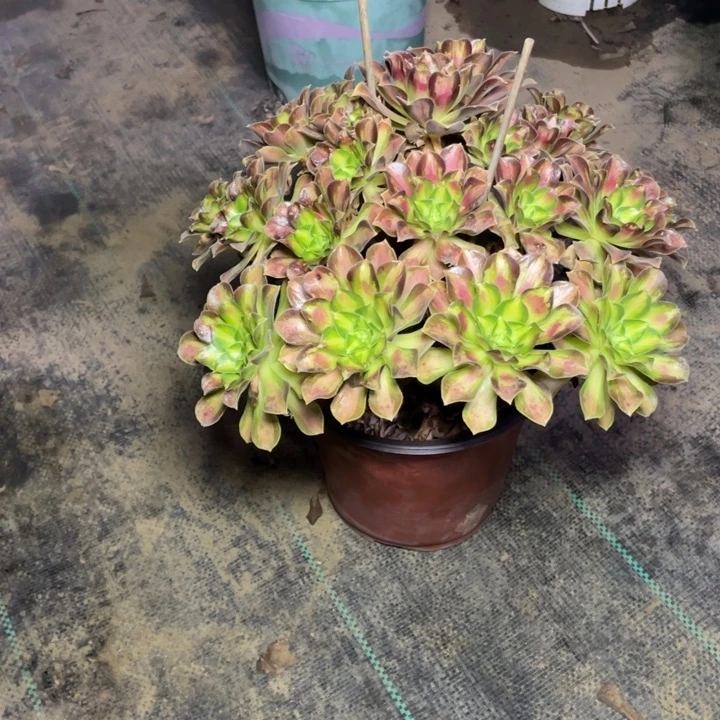 20多肉植物多肉多肉多肉