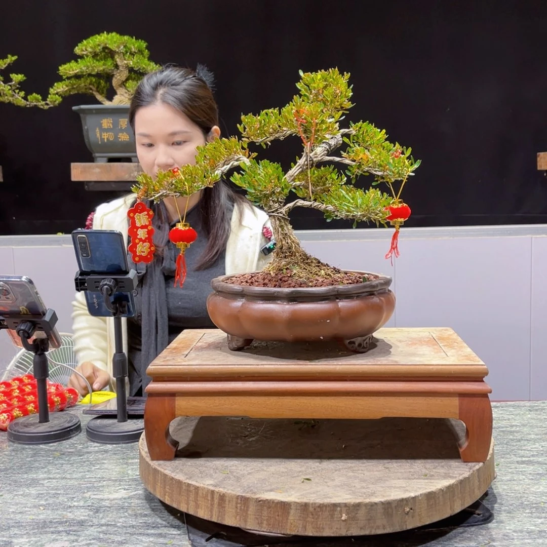 四季常青老桩黄杨盆景