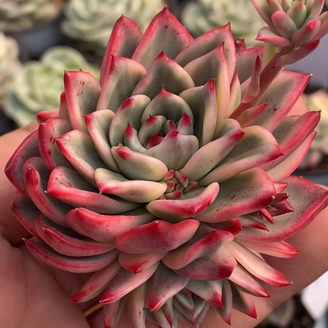 988桃花锦手捧三头无根